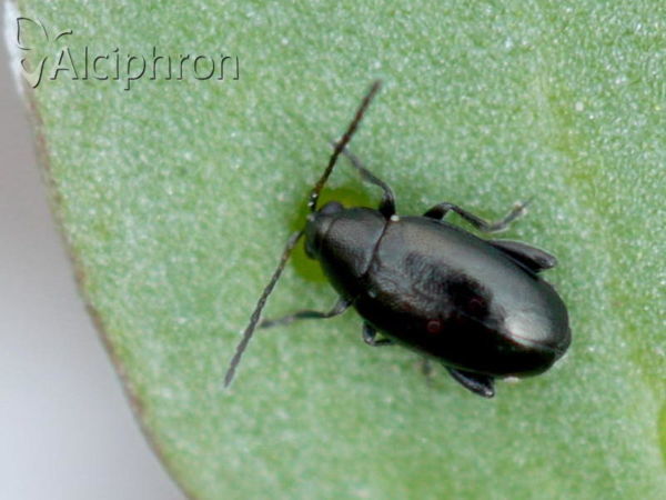 Phyllotreta nigripes