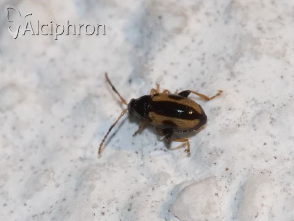 Phyllotreta ochripes