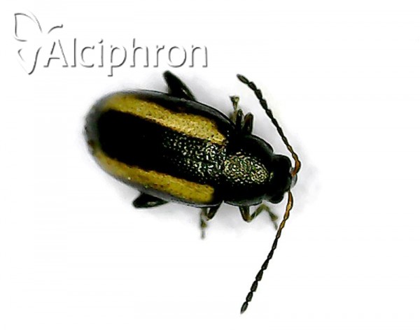 Phyllotreta striolata
