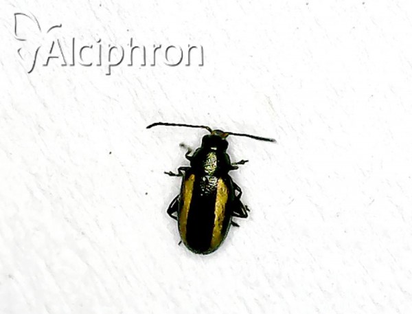 Phyllotreta striolata