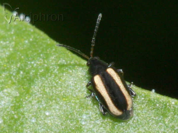 Phyllotreta undulata