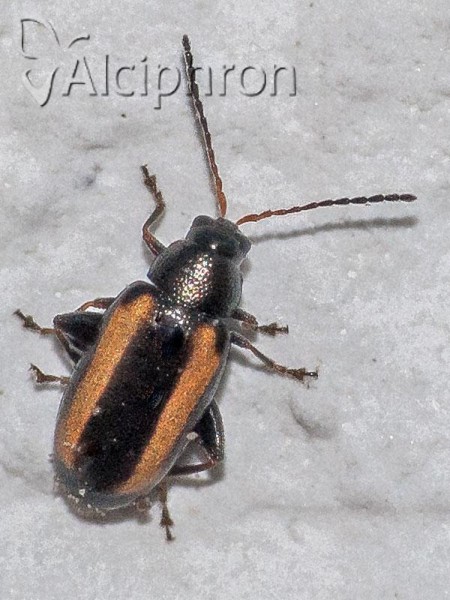Phyllotreta vittula