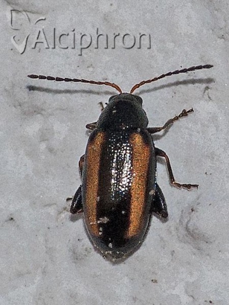Phyllotreta vittula
