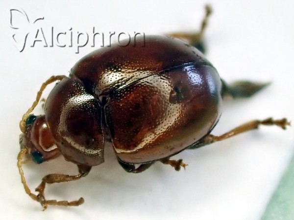Neocrepidodera transversa