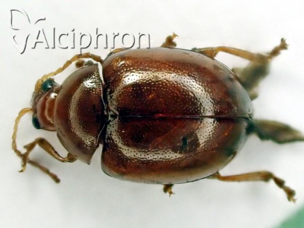 Neocrepidodera transversa