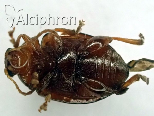 Neocrepidodera transversa
