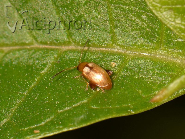 Longitarsus pratensis