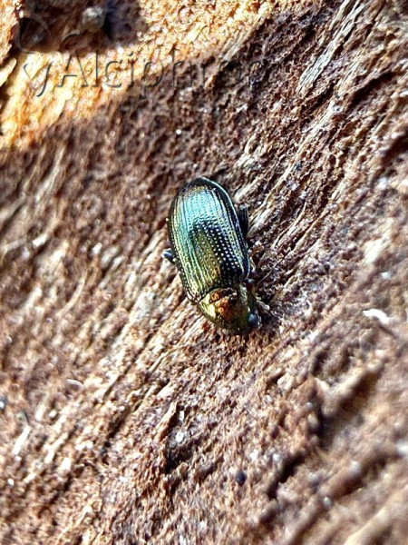 Crepidodera plutus