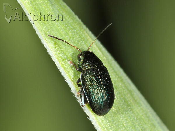 Chaetocnema chlorophana