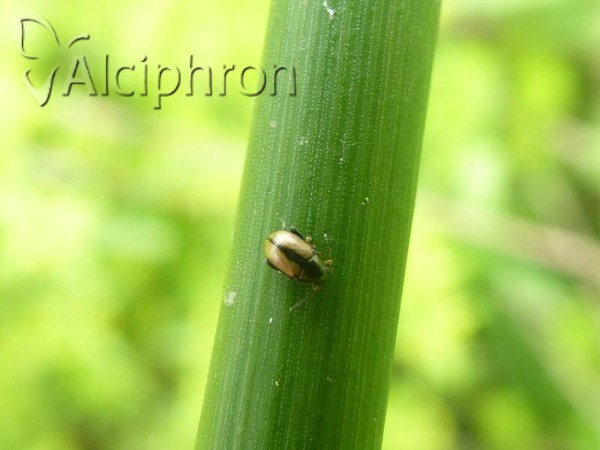 Chaetocnema conducta