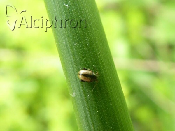 Chaetocnema conducta