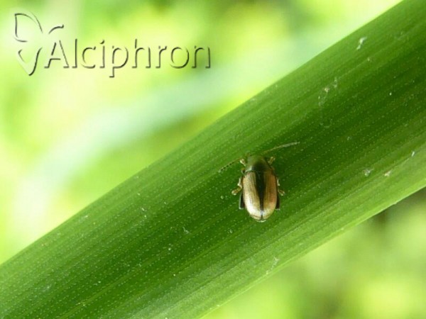 Chaetocnema conducta