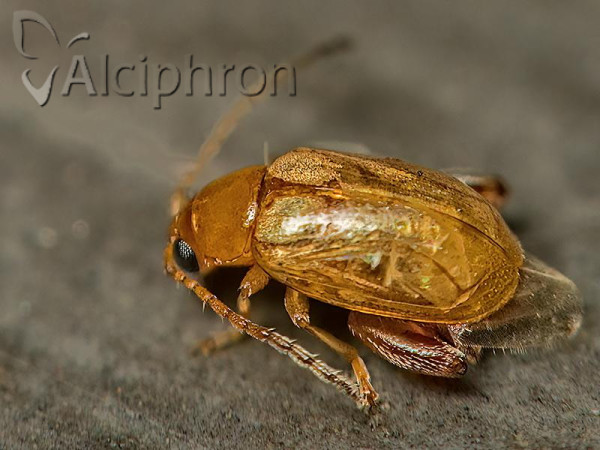 Aphthona cyparissiae