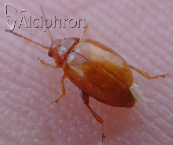 Aphthona cyparissiae