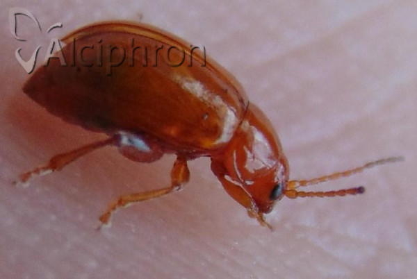 Aphthona cyparissiae