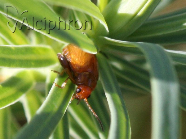 Aphthona cyparissiae