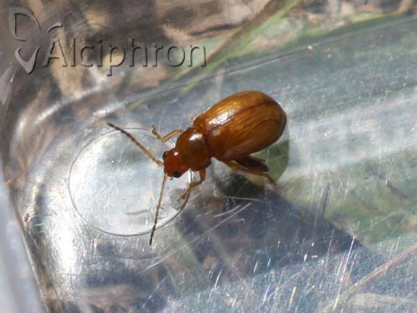 Aphthona cyparissiae