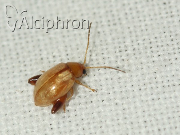 Aphthona flava