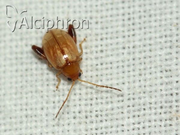 Aphthona flava