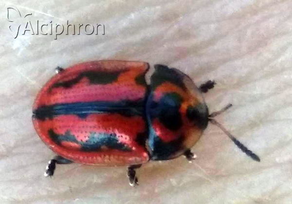 Pilemostoma fastuosa