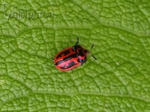 Pilemostoma fastuosa