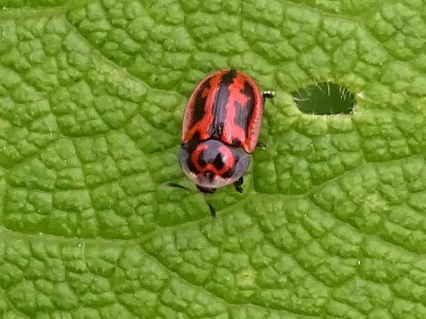 Pilemostoma fastuosa