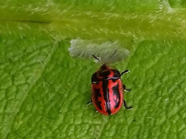 Pilemostoma fastuosa