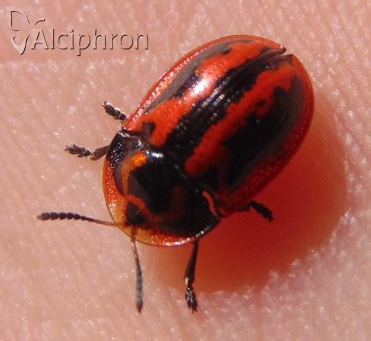 Pilemostoma fastuosa