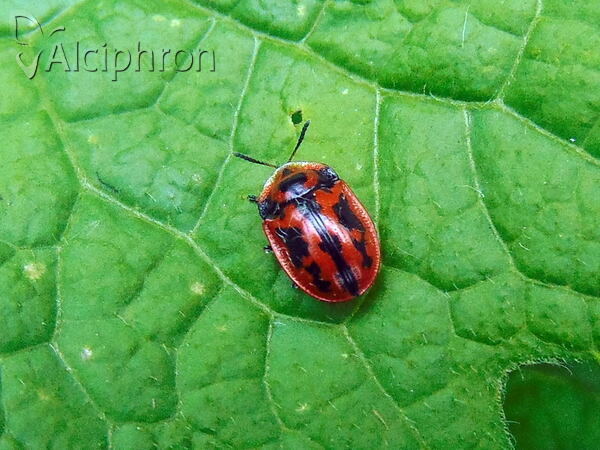 Pilemostoma fastuosa