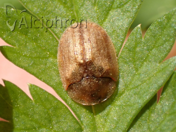 Hypocassida subferruginea