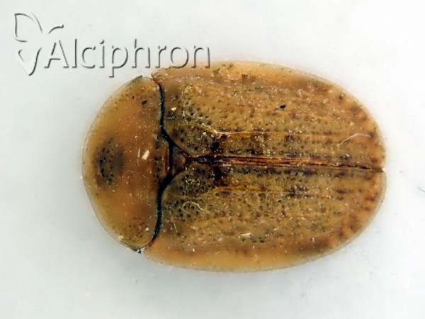 Hypocassida subferruginea