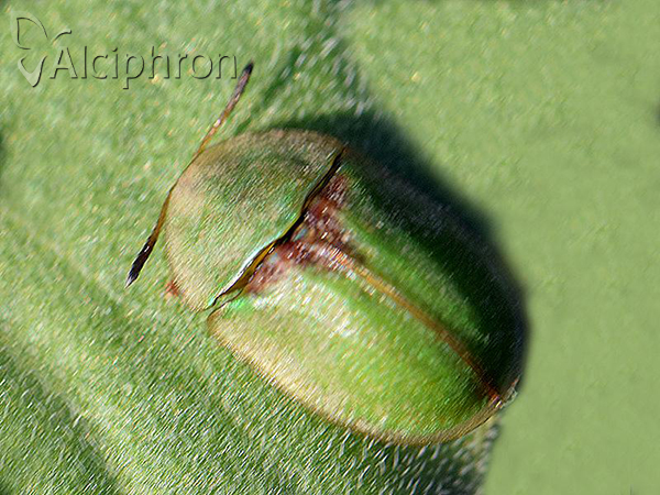 Cassida sanguinolenta