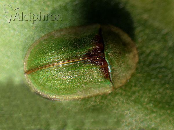 Cassida sanguinolenta