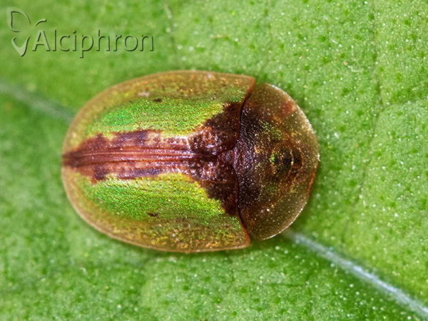 Cassida vibex