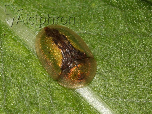 Cassida vibex