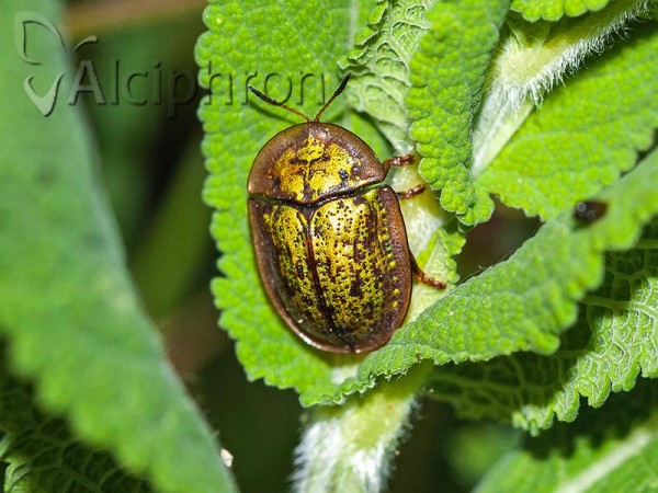 Cassida canaliculata
