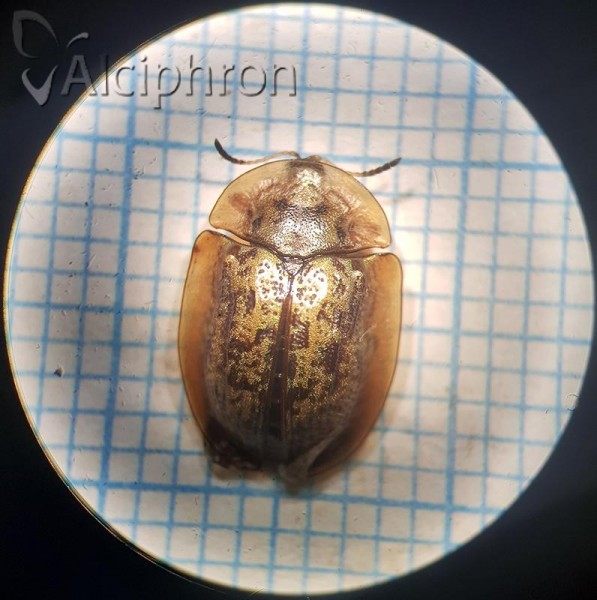 Cassida canaliculata