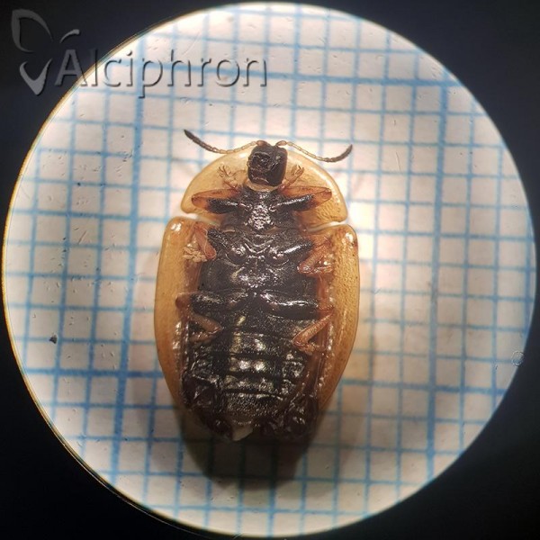 Cassida canaliculata