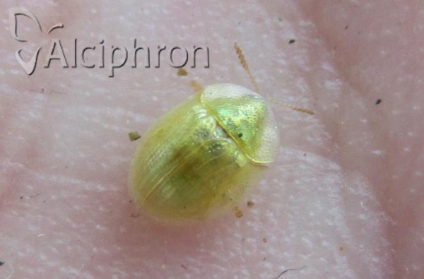 Cassida margaritacea