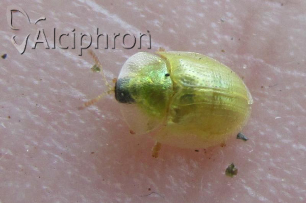 Cassida margaritacea