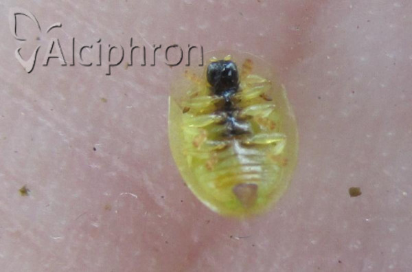 Cassida margaritacea