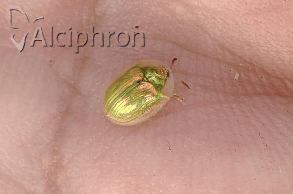 Cassida margaritacea