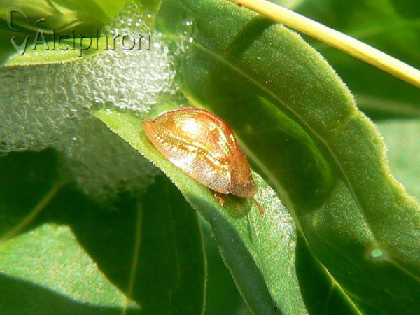 Cassida subreticulata