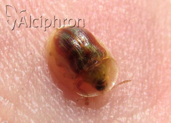 Cassida subreticulata