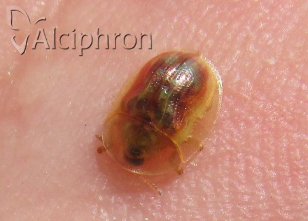 Cassida subreticulata