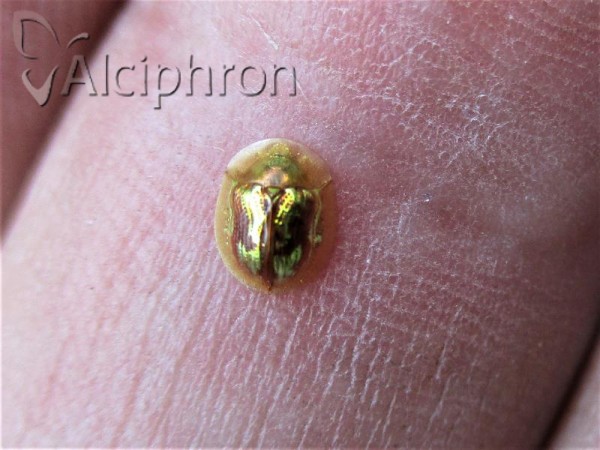 Cassida subreticulata