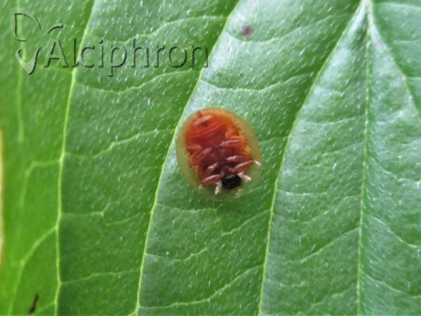 Cassida subreticulata