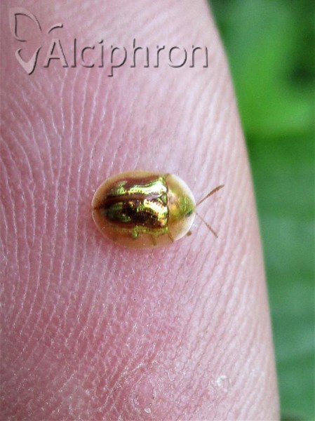 Cassida subreticulata