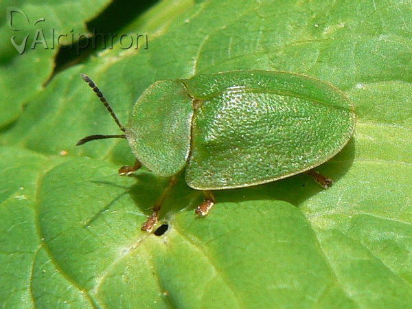 Cassida viridis