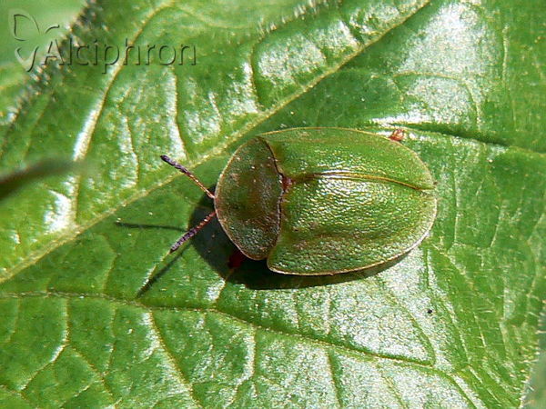 Cassida viridis